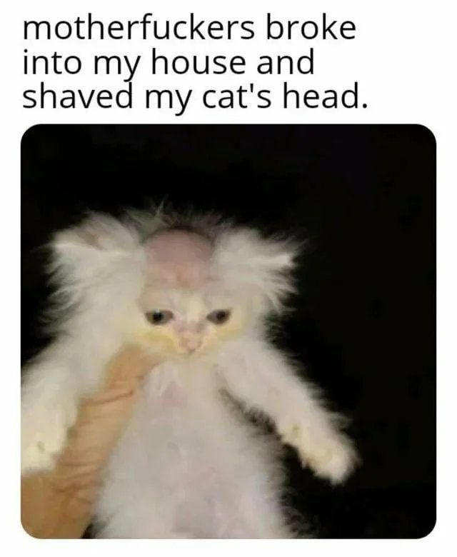 Котенок с побритой головой