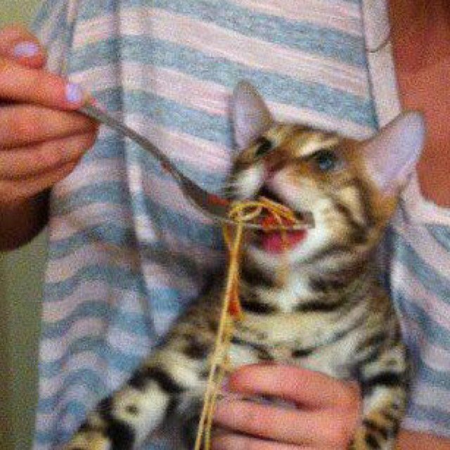 Кот с лапшой