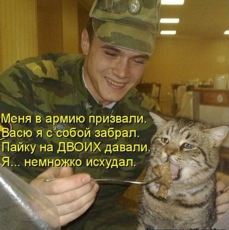 Кормят кота