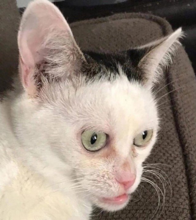 Кот Стива Бушеми порода