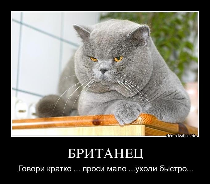 Приколы про британцев котов