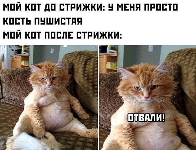 Кость пушистая Мем