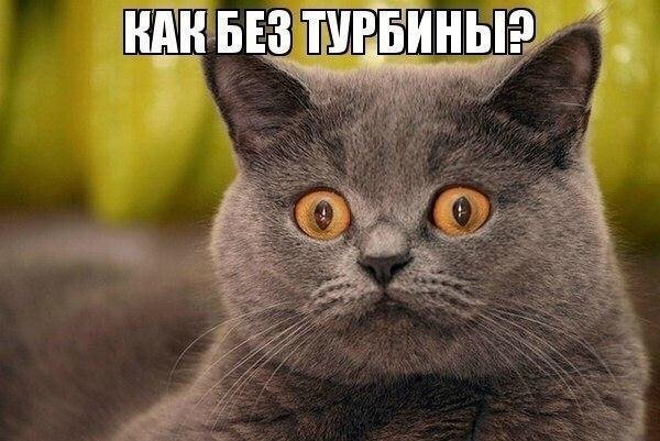 Удивленный кот