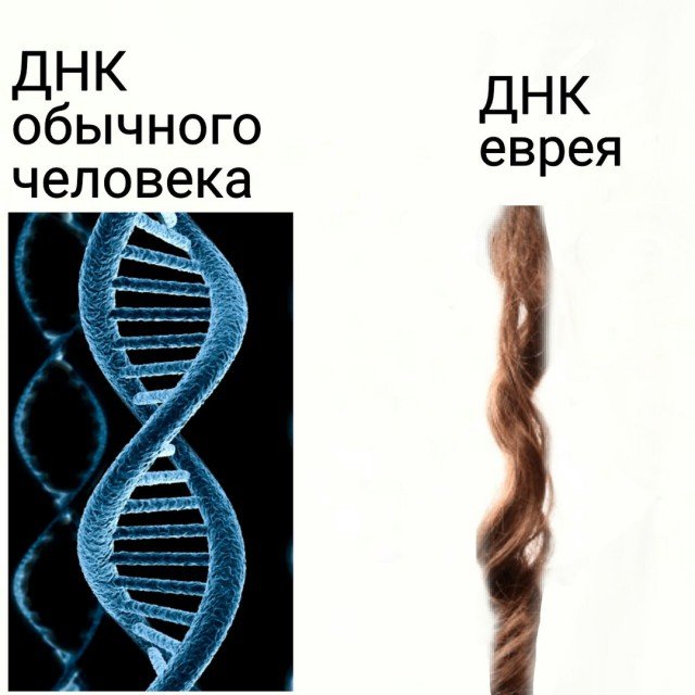 ДНК негоа