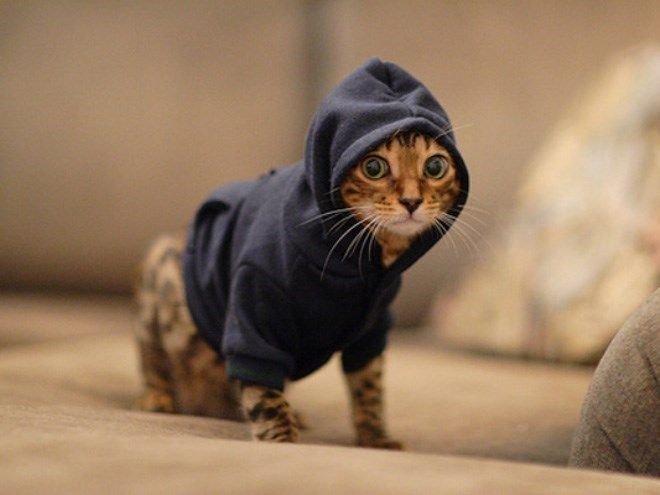 Крутые кошки