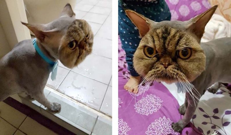 Смешно побрили кота