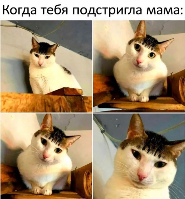 Коты Мем с челкой