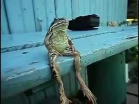 Лягушка сидящая