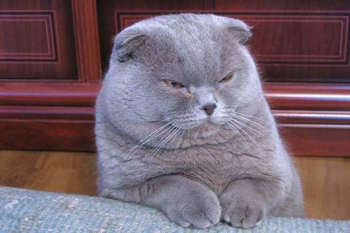 Толстый британец