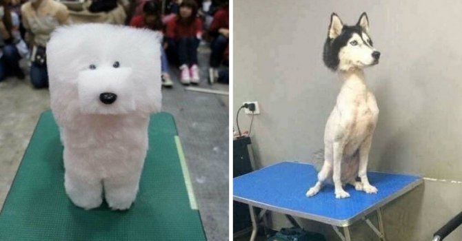 Неудачные стрижки собак