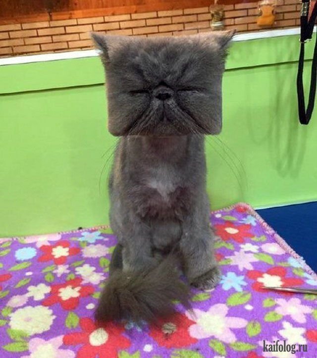 Коту побрили голову