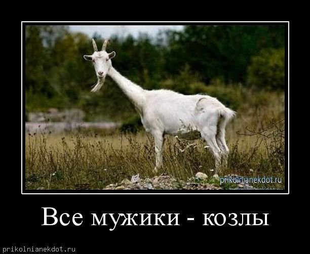 Картинка мужики козлы
