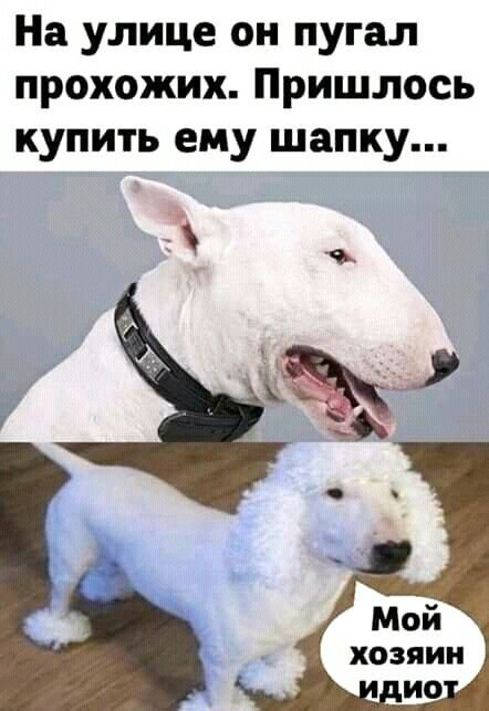 Бультерьер приколы