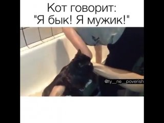 Кот орет я бык