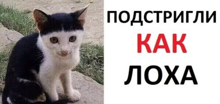 Лютые приколы