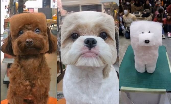 Смешные стрижки собак