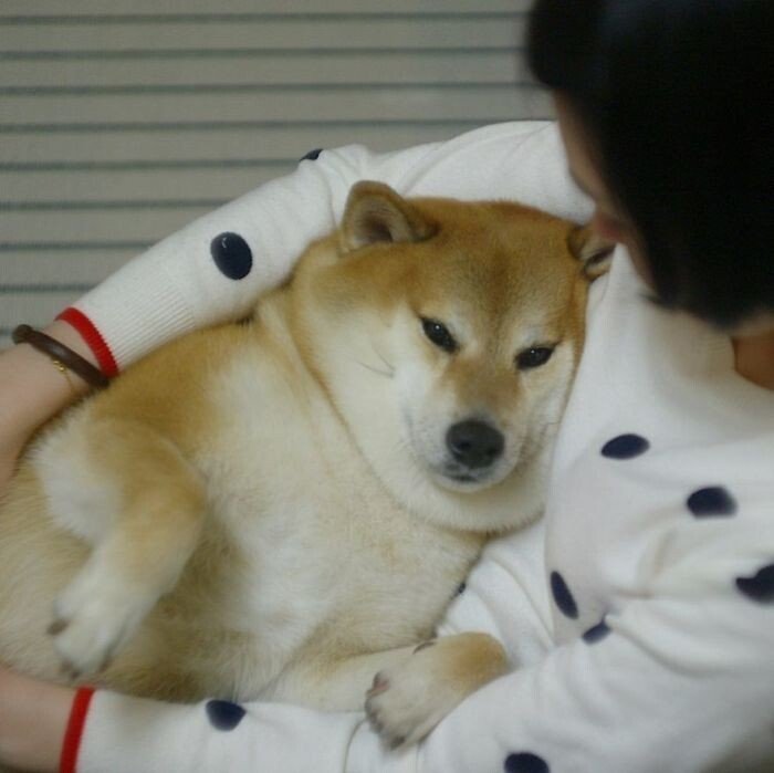 Сиба ину Чимса