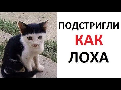 Подстригли как лоха кот