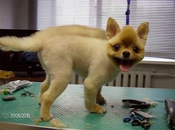 Лысый помиранскийшпитц