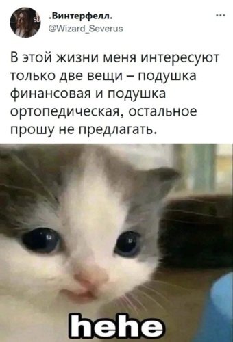 Котёнок невдуплёныш