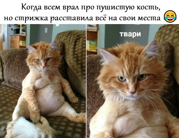 Побритый кот