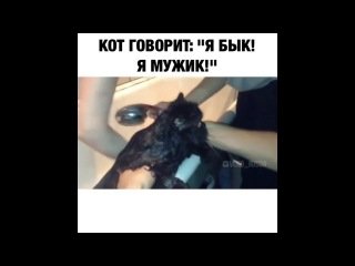 Мем с котом я быыык