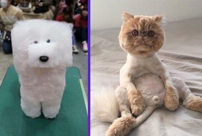 Стрижка котов