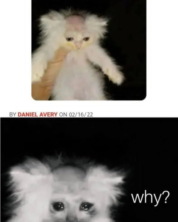 Кот с выбритой башкой