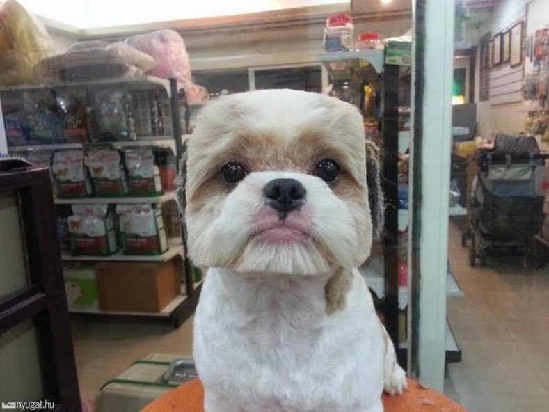 Квадратная стрижка собак