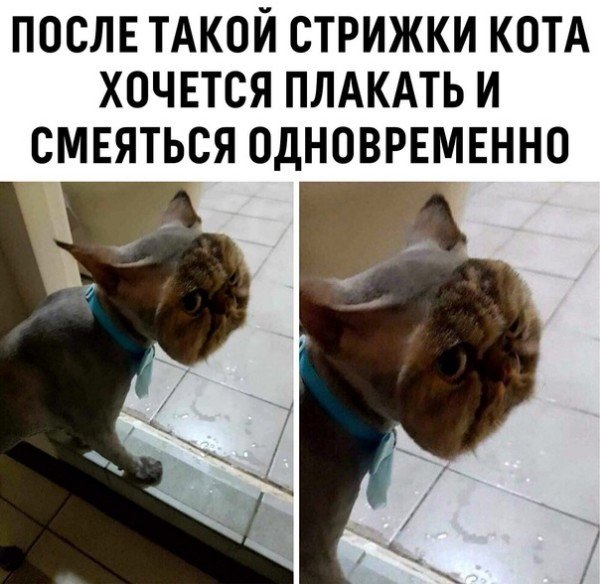 Подстриженный кот Мем