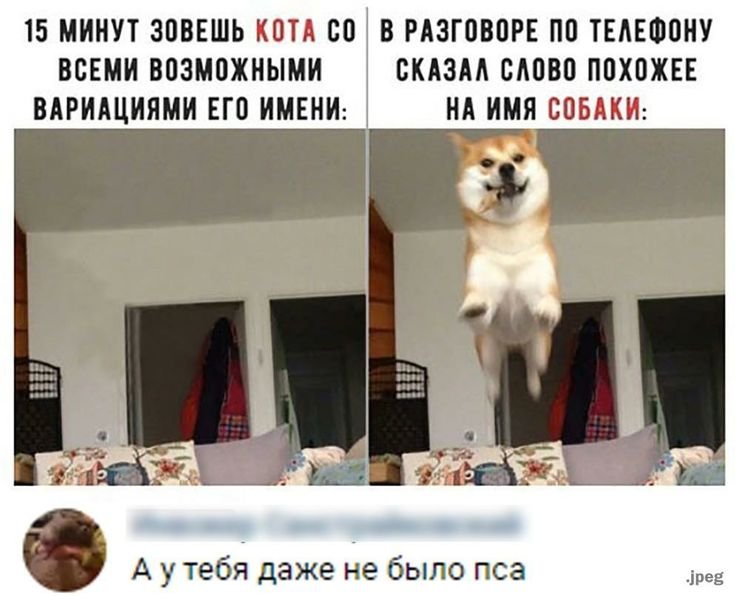 Собака Мем