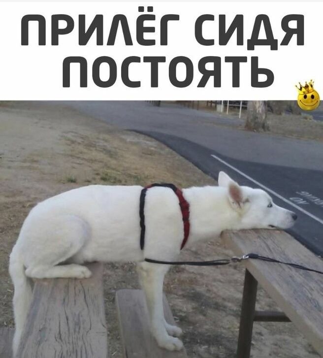Присел постоять лежа собака