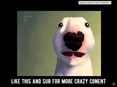 Вольтер собака