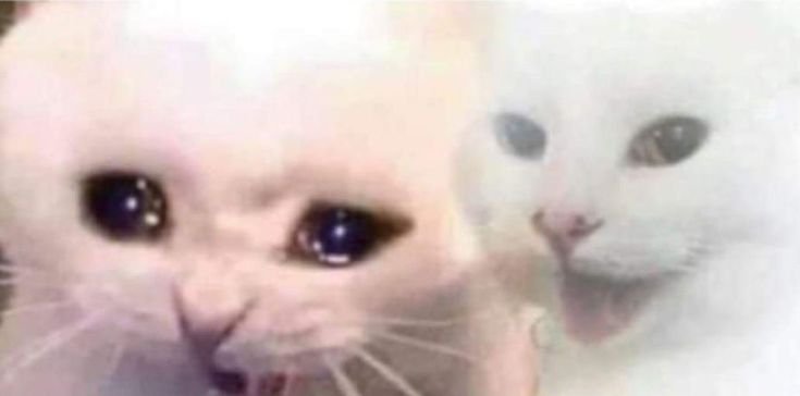 Кот плачет Мем