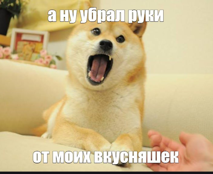 Сиба-ину Doge