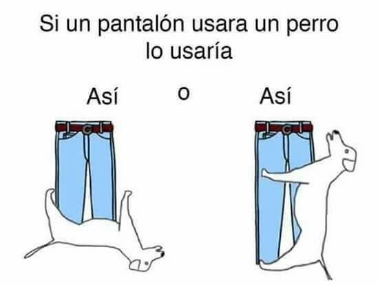 Как собака должна носить штаны