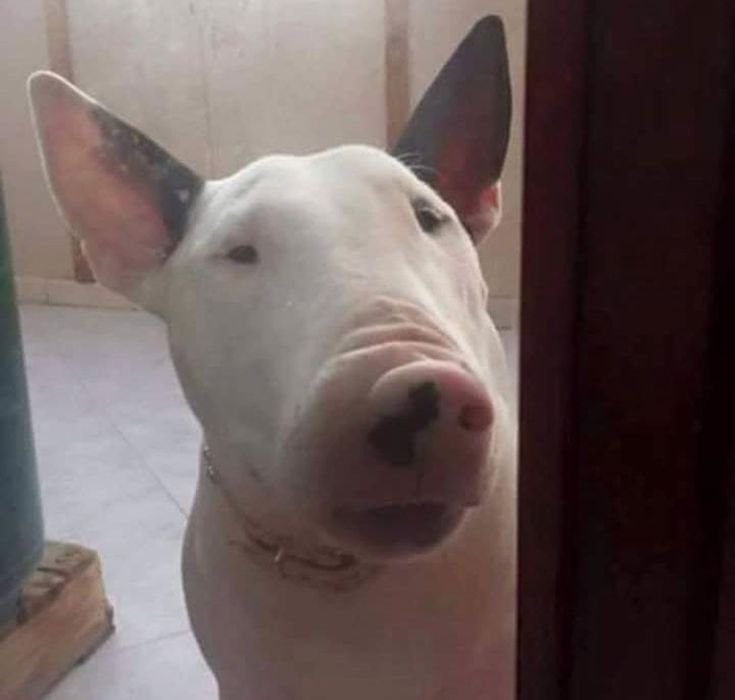 Керри бультерьер