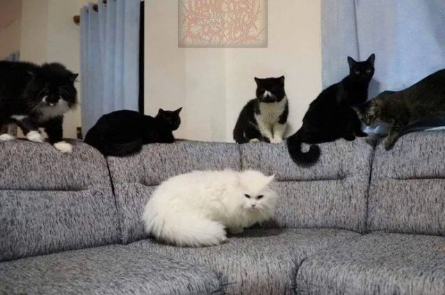 Коты бригада