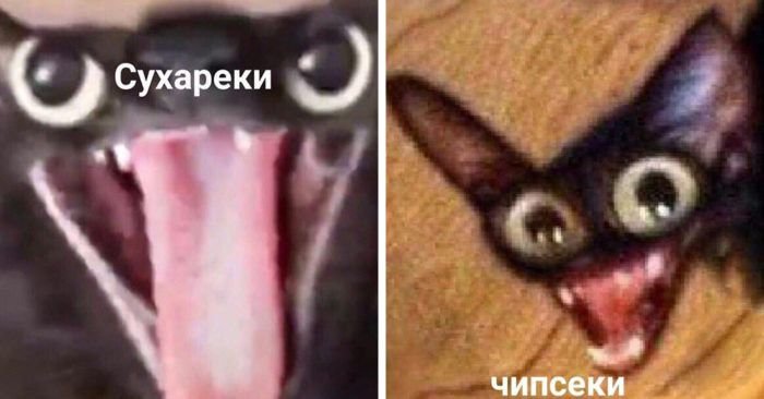 Кот Мем