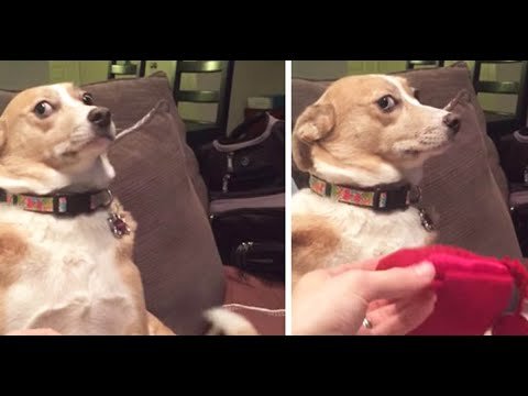 Виноватый пес Мем