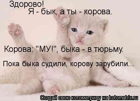 Дарова ты бык или корова