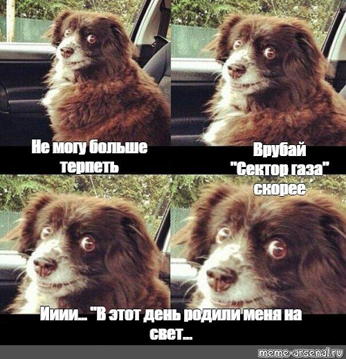 Включай Шуфика собака Мем