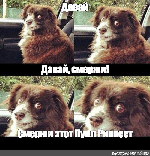 Включай шуфика собака оригинал