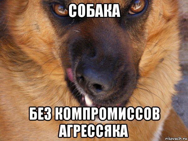 Ок собака