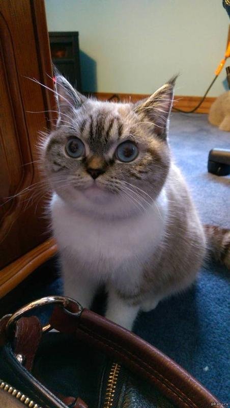 Смешной кот