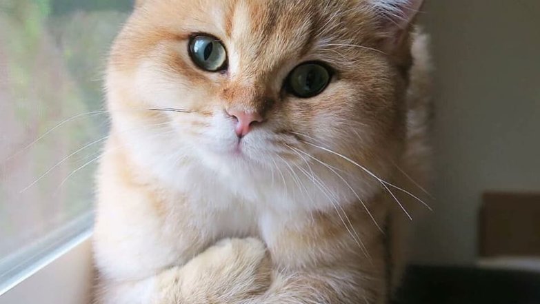 Кот сердечко туть