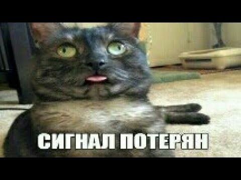 Кот потеря сигнала