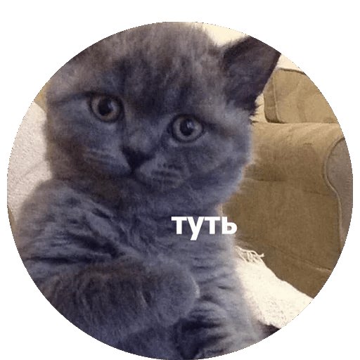 Туть Мем кот