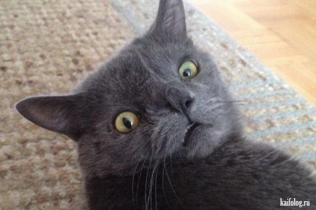 Коты с глазами в разные стороны