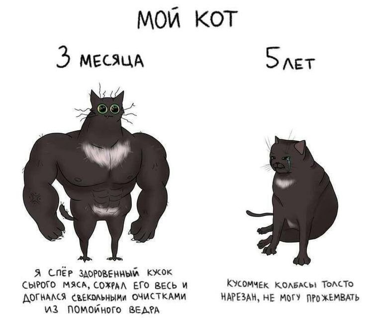 Коты мемы